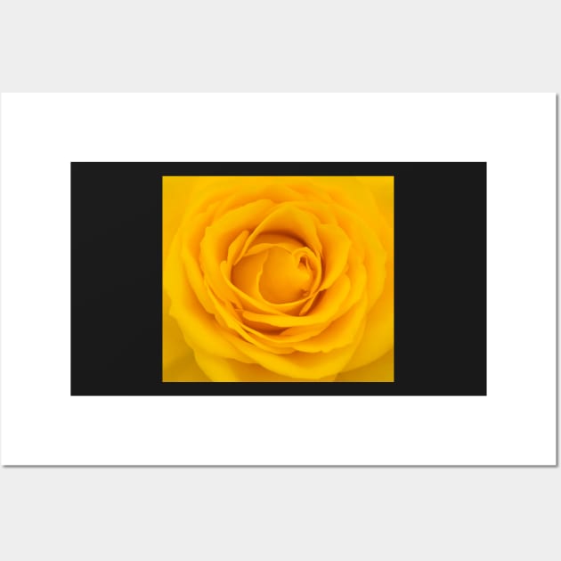 Close-up of yellow rose Wall Art by Dolfilms